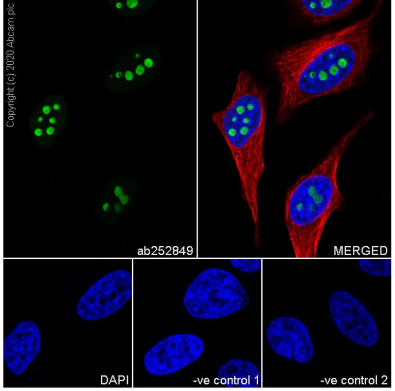 Immunofluorescence - Anti-Pescadillo antibody [8E9] - BSA and Azide free (AB255843)