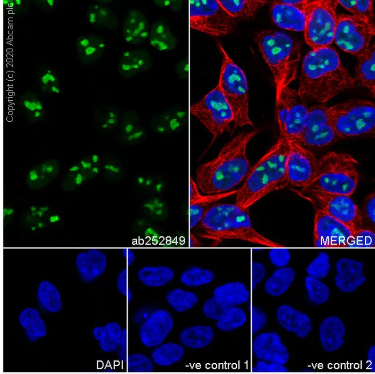Immunofluorescence - Anti-Pescadillo antibody [8E9] - BSA and Azide free (AB255843)