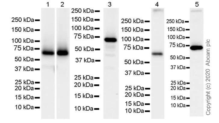Western blot - Anti-Pescadillo antibody [8E9] - BSA and Azide free (AB255843)
