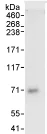 Immunoprecipitation - Anti-Pescadillo antibody (AB72539)