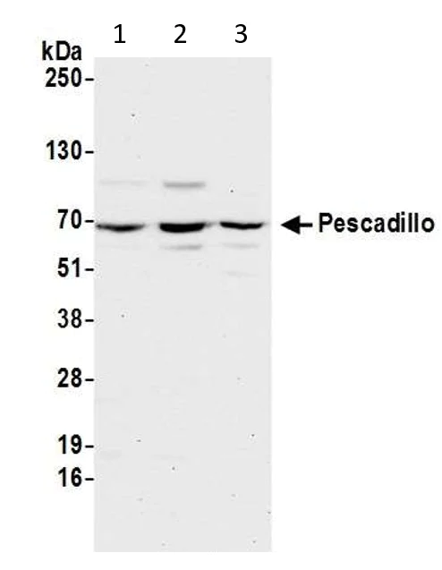 Western blot - Anti-Pescadillo antibody (AB72539)