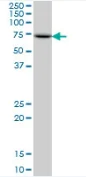 Western blot - Anti-Pescadillo antibody (AB88543)
