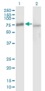 Western blot - Anti-Pescadillo antibody (AB88543)