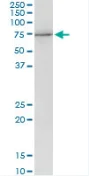 Western blot - Anti-Pescadillo antibody (AB88543)