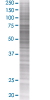 Pescadillo overexpression 293T lysate (whole cell)