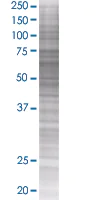 SDS-PAGE - Pescadillo overexpression 293T lysate (whole cell) (AB94281)