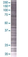 SDS-PAGE - Pescadillo overexpression 293T lysate (whole cell) (AB94282)