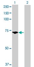 Western blot - Pescadillo overexpression 293T lysate (whole cell) (AB94282)
