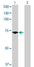 Western blot - Pescadillo overexpression 293T lysate (whole cell) (AB94282)