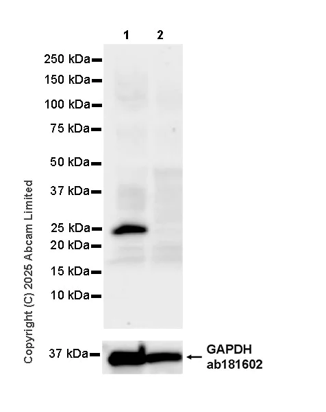 Western blot - Anti-Pet1 antibody [EPR30322-523] (AB324873)