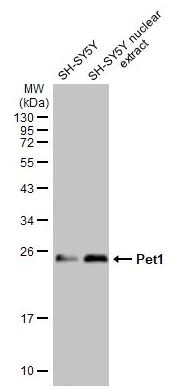 Western blot - Anti-Pet1 antibody [HL2043] (AB308220), expandable thumbnail
