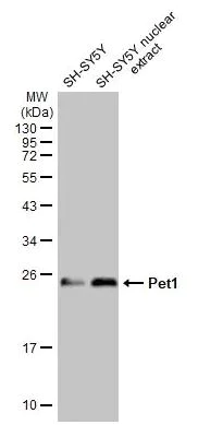 Western blot - Anti-Pet1 antibody [HL2043] (AB308220)
