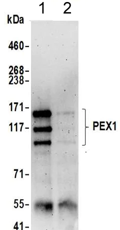 Immunoprecipitation - Anti-PEX1 antibody (AB217059)