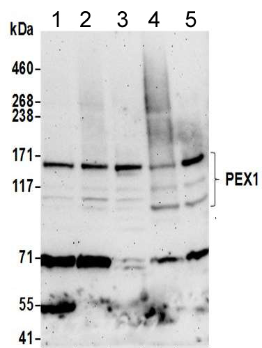 Western blot - Anti-PEX1 antibody (AB217059), expandable thumbnail