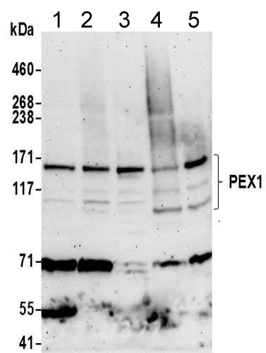 Western blot - Anti-PEX1 antibody (AB217059)