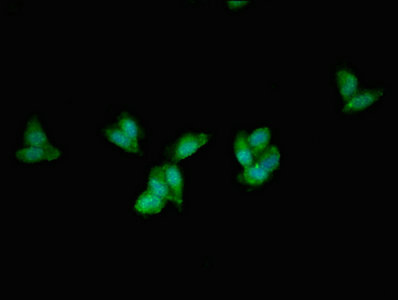 Immunocytochemistry/ Immunofluorescence - Anti-PEX1 antibody (AB238598)