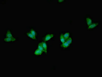Immunocytochemistry/ Immunofluorescence - Anti-PEX1 antibody (AB238598)