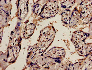 Immunohistochemistry (Formalin/PFA-fixed paraffin-embedded sections) - Anti-PEX1 antibody (AB238598)