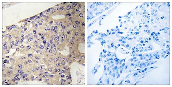 Immunohistochemistry (Formalin/PFA-fixed paraffin-embedded sections) - Anti-PEX10 antibody (AB196827)