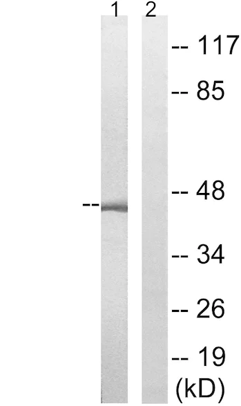 Western blot - Anti-PEX10 antibody (AB196827)