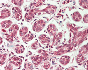 Immunohistochemistry (Formalin/PFA-fixed paraffin-embedded sections) - Anti-PEX11B antibody (AB211508), expandable thumbnail