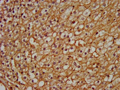 Immunohistochemistry (Formalin/PFA-fixed paraffin-embedded sections) - Anti-PEX13 antibody (AB235043)