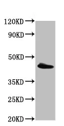 Western blot - Anti-PEX13 antibody (AB235043)