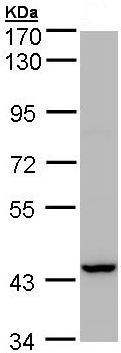 Western blot - Anti-PEX13 antibody (AB96841), expandable thumbnail