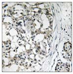 Immunohistochemistry (Formalin/PFA-fixed paraffin-embedded sections) - Anti-PEX14 antibody (AB109999), expandable thumbnail