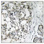Immunohistochemistry (Formalin/PFA-fixed paraffin-embedded sections) - Anti-PEX14 antibody (AB109999)