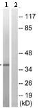 Western blot - Anti-PEX14 antibody (AB109999)