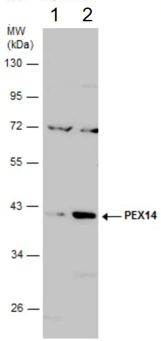 Western blot - Anti-PEX14 antibody (AB183885)