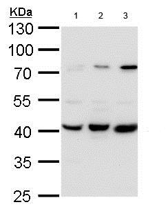 Western blot - Anti-PEX14 antibody (AB183885), expandable thumbnail