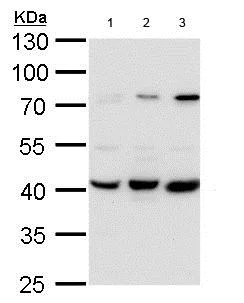 Western blot - Anti-PEX14 antibody (AB183885)