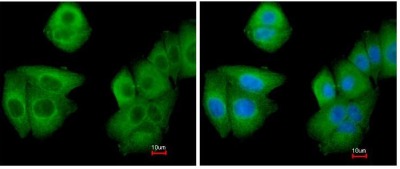 Immunocytochemistry/ Immunofluorescence - Anti-PEX19 antibody (AB95959), expandable thumbnail