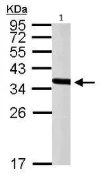 Western blot - Anti-PEX19 antibody (AB95959)
