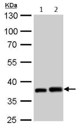 Western blot - Anti-PEX19 antibody (AB95959)