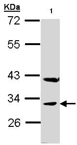 Western blot - Anti-PEX19 antibody (AB95959), expandable thumbnail