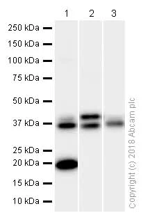 Western blot - Anti-PEX19 antibody [EPR9266(B)] (AB137072)