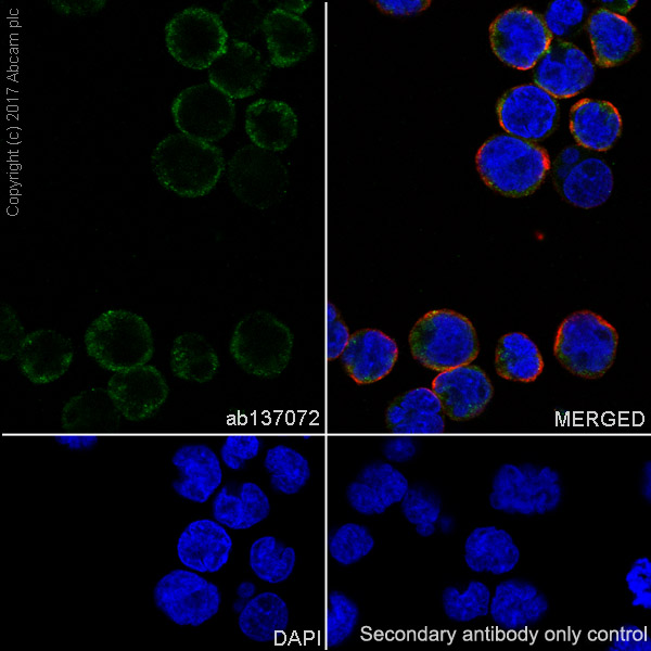 Immunocytochemistry/ Immunofluorescence - Anti-PEX19 antibody [EPR9266(B)] - BSA and Azide free (AB232421), expandable thumbnail
