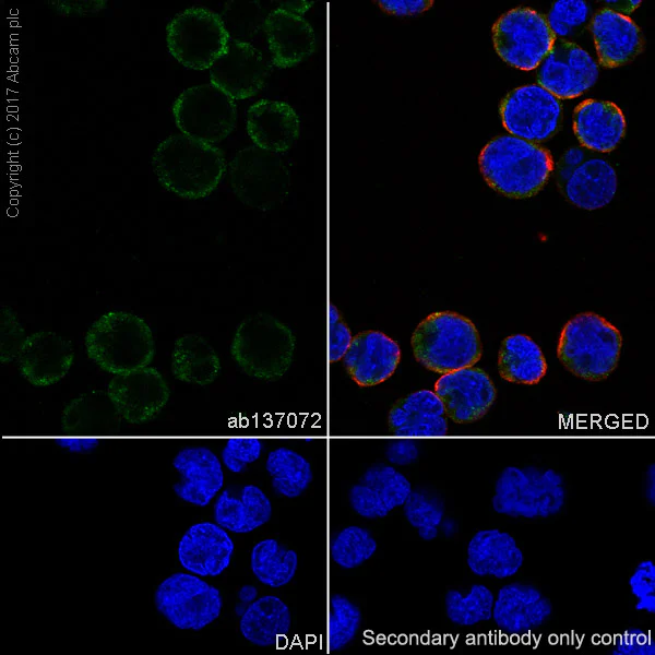 Immunocytochemistry/ Immunofluorescence - Anti-PEX19 antibody [EPR9266(B)] - BSA and Azide free (AB232421)