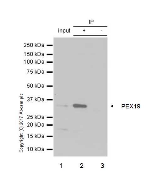 Immunoprecipitation - Anti-PEX19 antibody [EPR9266(B)] - BSA and Azide free (AB232421), expandable thumbnail