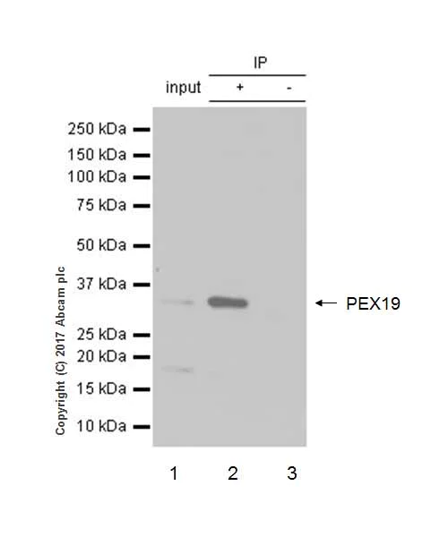 Immunoprecipitation - Anti-PEX19 antibody [EPR9266(B)] - BSA and Azide free (AB232421)