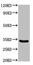 Western blot - Anti-PEX26 antibody (AB235084)