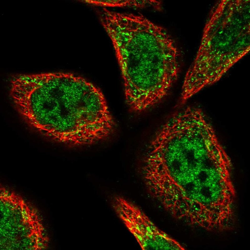 Immunocytochemistry/ Immunofluorescence - Anti-PEX3 antibody (ab247042), expandable thumbnail