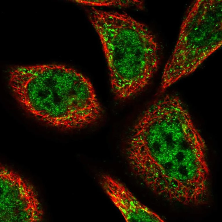 Immunocytochemistry/ Immunofluorescence - Anti-PEX3 antibody (AB247042)