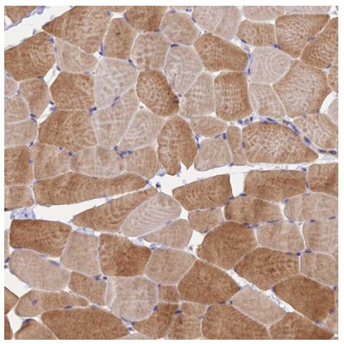 Immunohistochemistry (Formalin/PFA-fixed paraffin-embedded sections) - Anti-PEX3 antibody (AB247042), expandable thumbnail