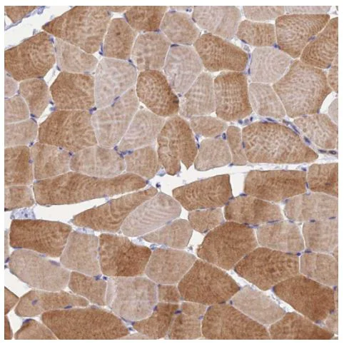 Immunohistochemistry (Formalin/PFA-fixed paraffin-embedded sections) - Anti-PEX3 antibody (AB247042)