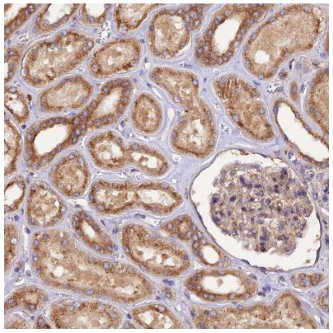 Immunohistochemistry (Formalin/PFA-fixed paraffin-embedded sections) - Anti-PEX3 antibody (AB247042)
