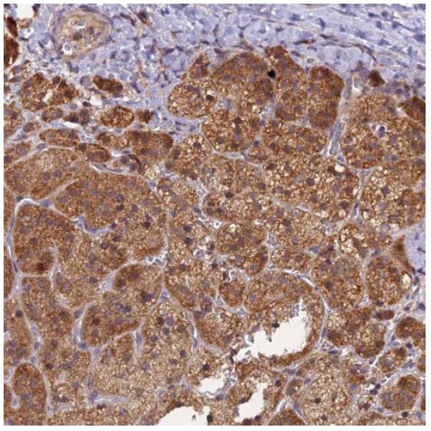 Immunohistochemistry (Formalin/PFA-fixed paraffin-embedded sections) - Anti-PEX3 antibody (AB247042)